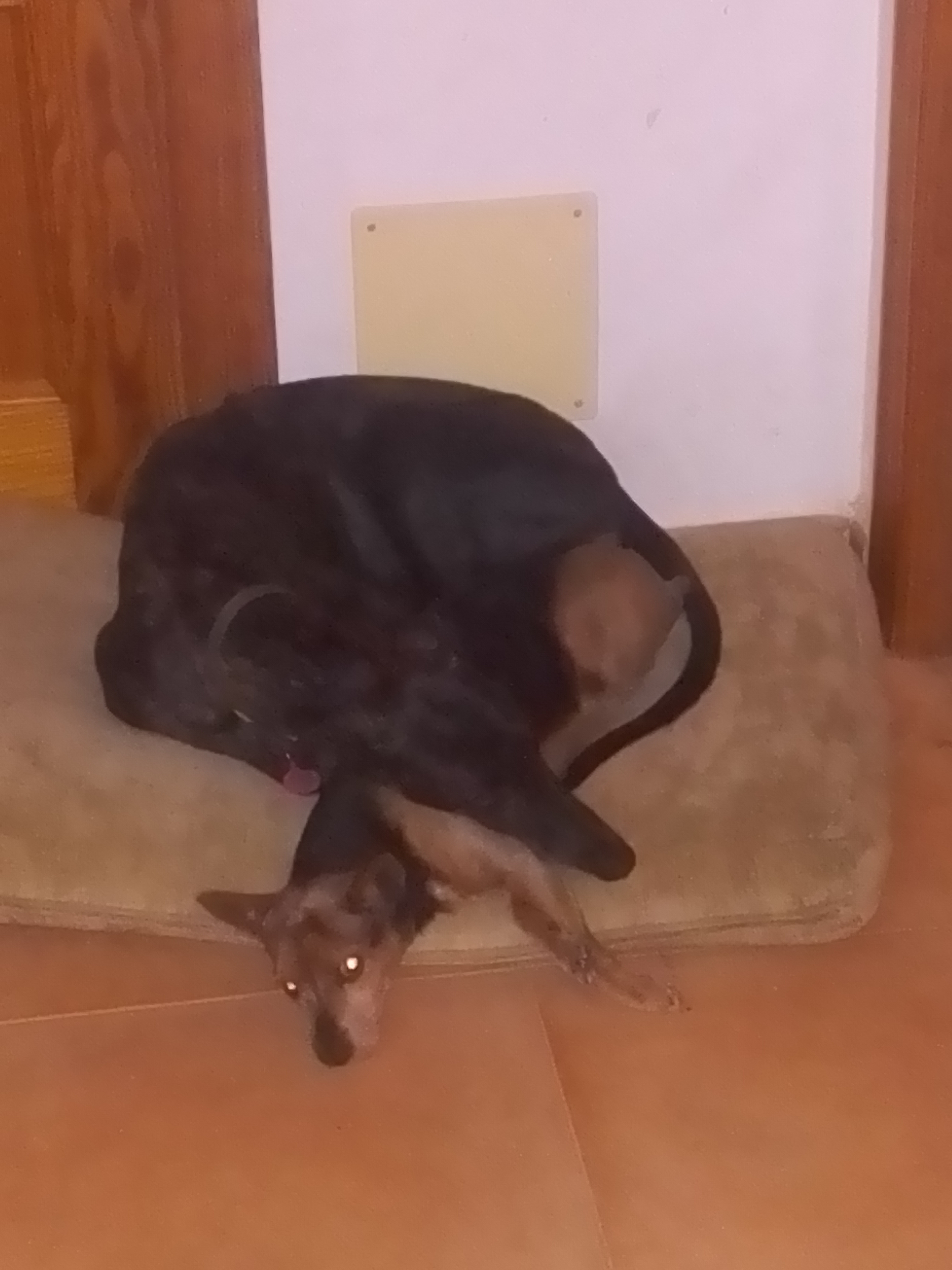 Noticia de Almera 24h: Su amigo almohada