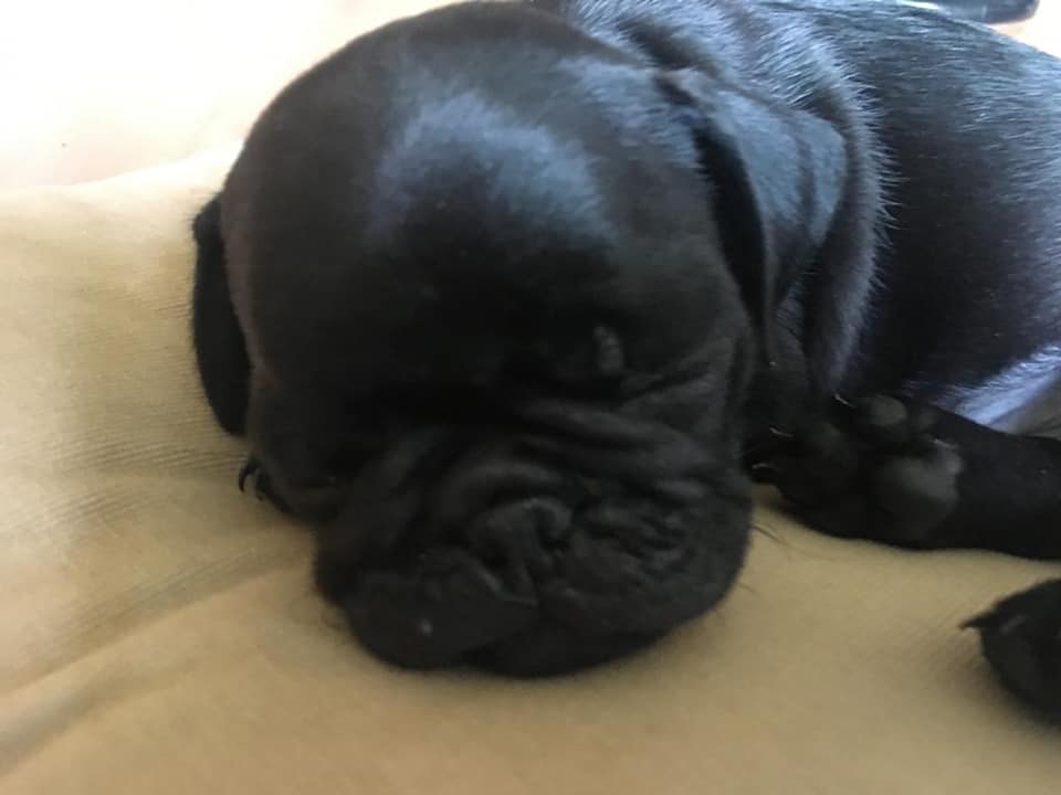 Precioso cachorro