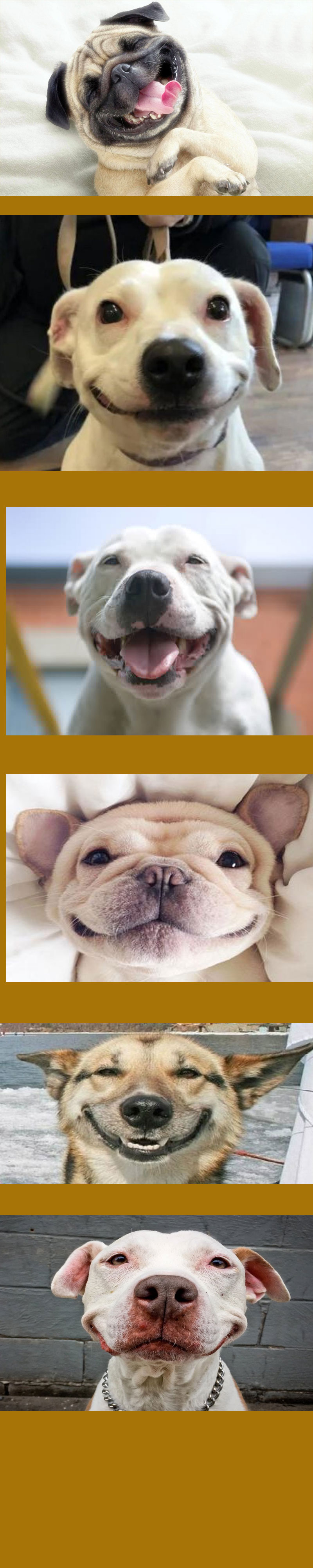Sonrisas peludas Sers capaz de no sonrer vindolas?