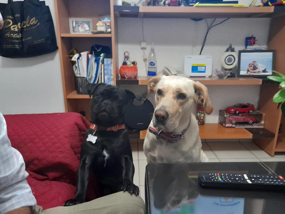 Precioso cachorro